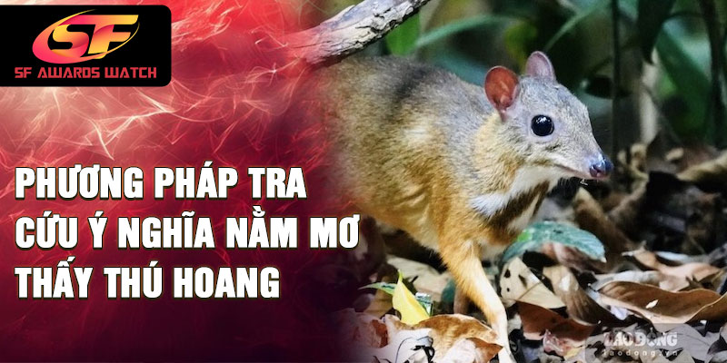 Phương pháp tra cứu ý nghĩa nằm mơ thấy thú hoang